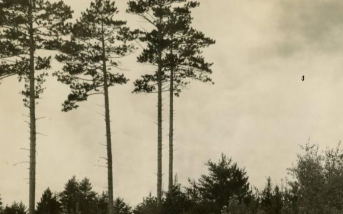 The Life and Times of Red Pine 3 of 4 : A short biography for a patient observer of forest history